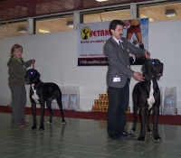 MALE - Champion class (PICASSO DOLANSKY DVUR and FLY TO SUCCESS CLAUDIA BOHEMICA)