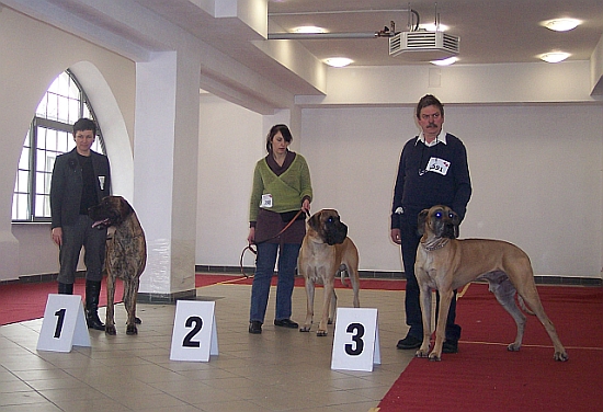 DOGS OPEN CLASS (I-FANDANGO Pangea II-NORTH CESCADES Ankh-Morpork III-SUGUS z Kuni Napoleoskiej)